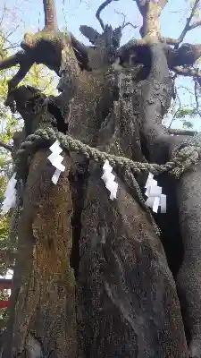 新田神社の自然