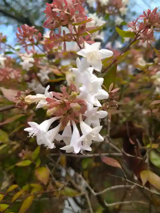 木華佐久耶比咩神社の自然
