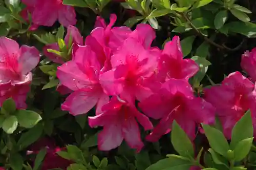 玉敷神社(埼玉県)