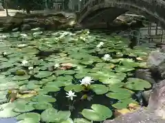 大樹寺（松安院大樹寺）の自然