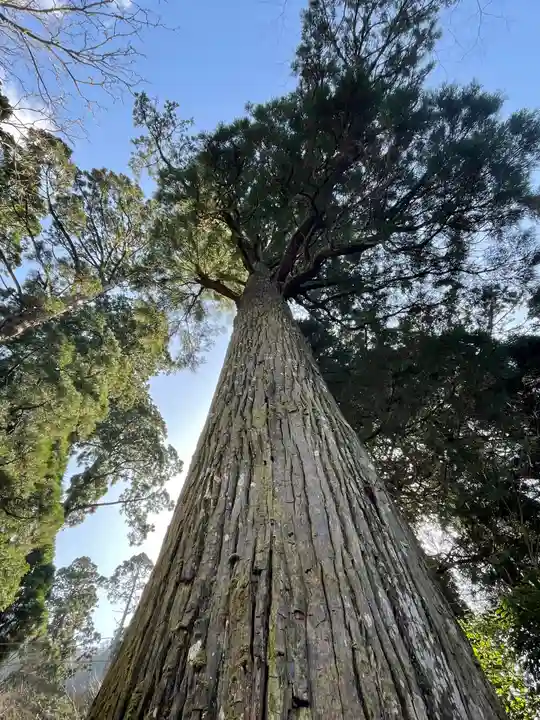 英彦山豊前坊高住神社の自然
