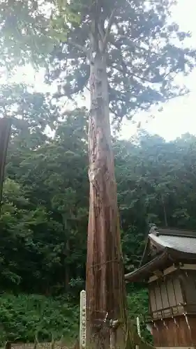 樺崎八幡宮の自然