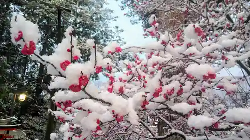 北野天満宮の自然