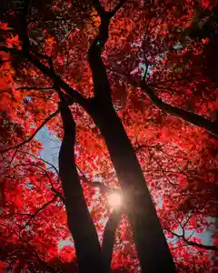 滑川神社 - 仕事と子どもの守り神の自然(2021年11月15日(月) 17時16分47秒投稿)