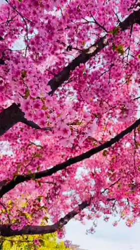 車折神社の{uncategorized: "未分類", other: "その他", undefined: "問題あり", building: "その他建物", grave: "お墓", sacred_gate: "鳥居", guardian: "狛犬", statue: "像", buddha: "仏像", history: "歴史", nature: "自然", garden: "庭園", animal: "動物", pagoda: "塔", temizu: "手水舎", mountain_gate: "山門・神門", sanctuary: "本殿・本堂", subordinate: "末社・摂社", art: "芸術", scenery: "景色", jizo: "地蔵", ema: "絵馬", goshuin: "御朱印", omikuji: "おみくじ", items: "授与品その他", amulet: "お守り", goshuincho: "御朱印帳", eats: "食事", festival: "お祭り", votive_dance: "神楽", shichigosan: "七五三参", wedding: "結婚式", experience: "体験その他", initially: "初詣", around: "周辺", anti_infection: "感染症対策"}