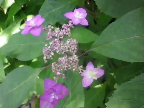 御霊神社の自然