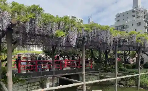 亀戸天神社(東京都)