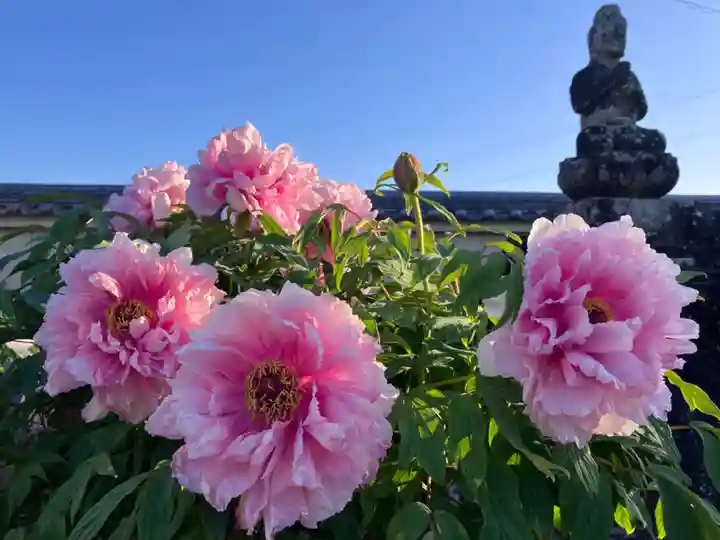 真言宗 善通寺派 薬王寺の自然