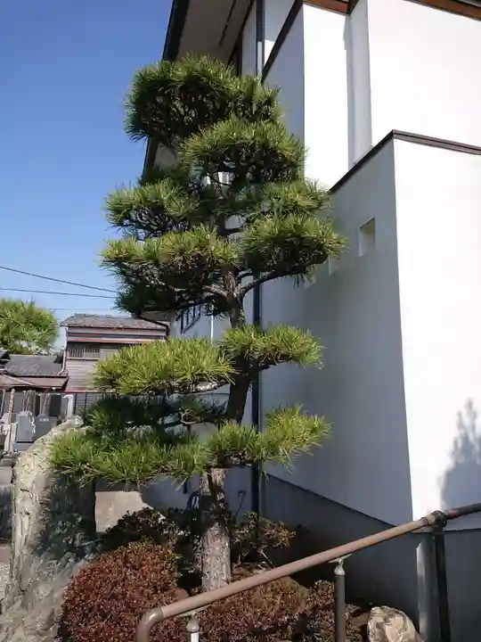 来迎寺(材木座)の自然