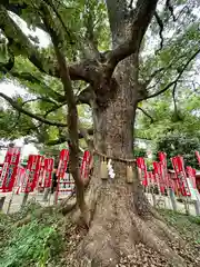 住吉大社(大阪府)