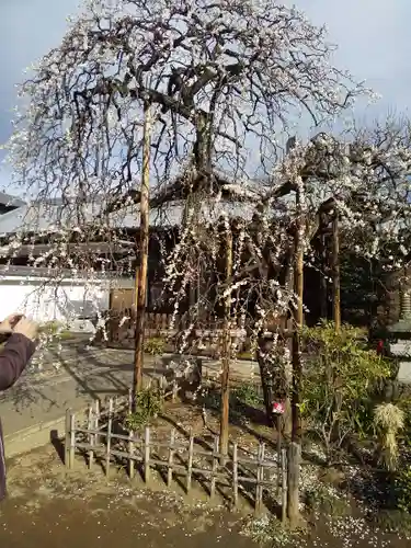 金剛院（仏性寺）の自然