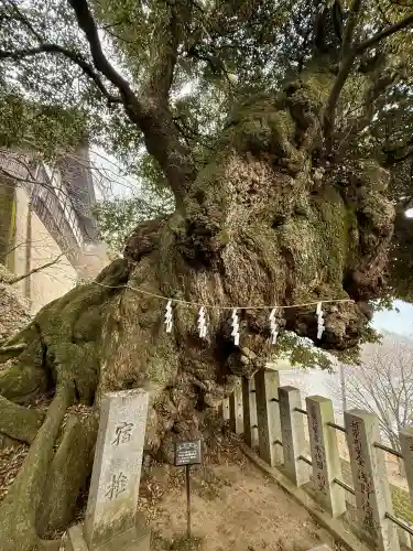 楽法寺（雨引観音）の{uncategorized: "未分類", other: "その他", undefined: "問題あり", building: "その他建物", grave: "お墓", sacred_gate: "鳥居", guardian: "狛犬", statue: "像", buddha: "仏像", history: "歴史", nature: "自然", garden: "庭園", animal: "動物", pagoda: "塔", temizu: "手水舎", mountain_gate: "山門・神門", sanctuary: "本殿・本堂", subordinate: "末社・摂社", art: "芸術", scenery: "景色", jizo: "地蔵", ema: "絵馬", goshuin: "御朱印", omikuji: "おみくじ", items: "授与品その他", amulet: "お守り", goshuincho: "御朱印帳", eats: "食事", festival: "お祭り", votive_dance: "神楽", shichigosan: "七五三参", wedding: "結婚式", experience: "体験その他", initially: "初詣", around: "周辺", anti_infection: "感染症対策"}