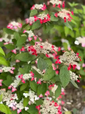 川越八幡宮(埼玉県)