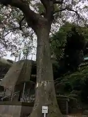 走水神社の自然