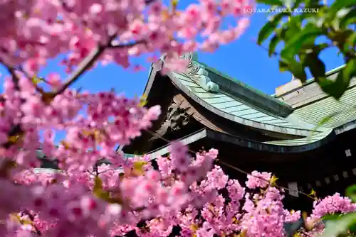 桜神宮(東京都)