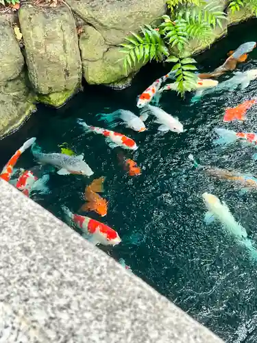 浅草寺の動物