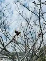 大雄院(茨城県)