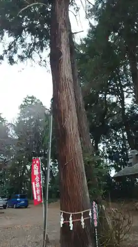 千代ケ岡八幡宮の自然