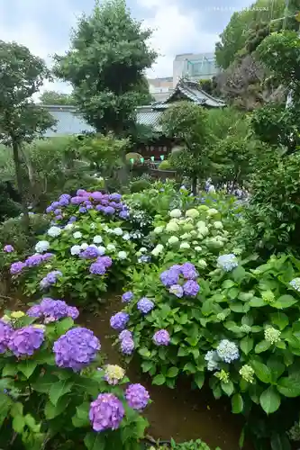 白山神社(東京都)