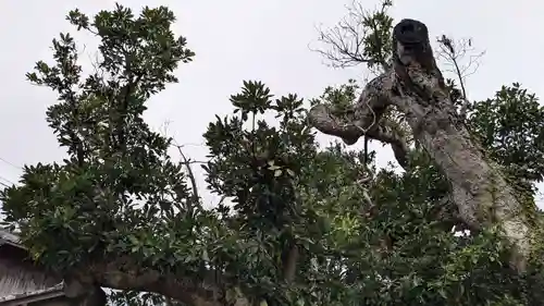 八坂大神の自然