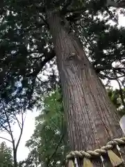 志波彦神社・鹽竈神社の自然