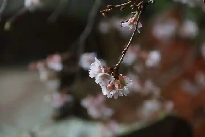 鹿島大神宮の自然