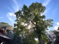 鷲宮神社の景色