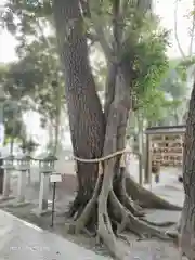 大宮・大原神社の自然