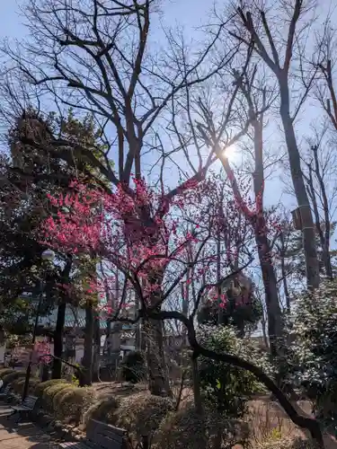 妙法寺(東京都)