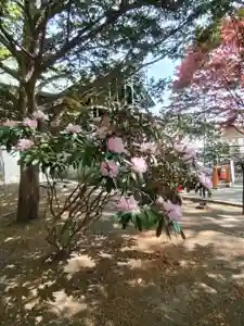 厚別神社(北海道)(2024年05月15日(水) 09時53分41秒投稿)