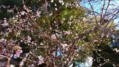 大和田氷川神社の自然