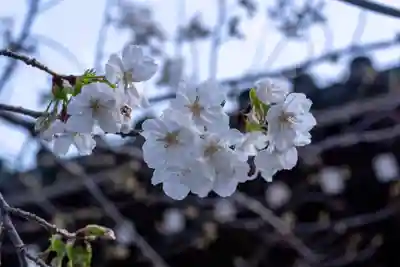 三嶋大社(静岡県)