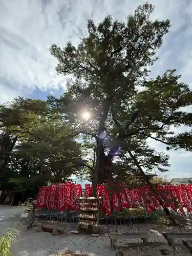 秩父今宮神社(埼玉県)