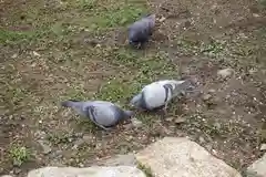 北野天満宮の動物