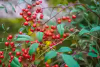 尻岸内八幡神社の自然