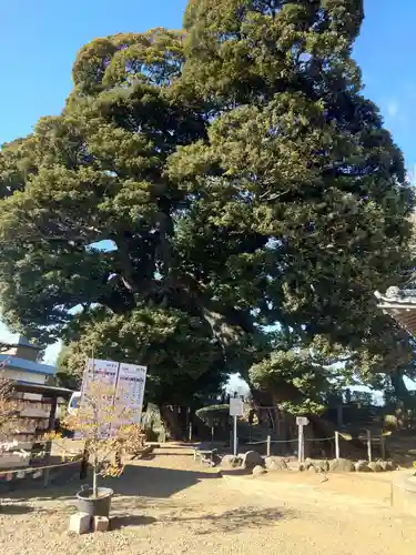 九重神社(埼玉県)