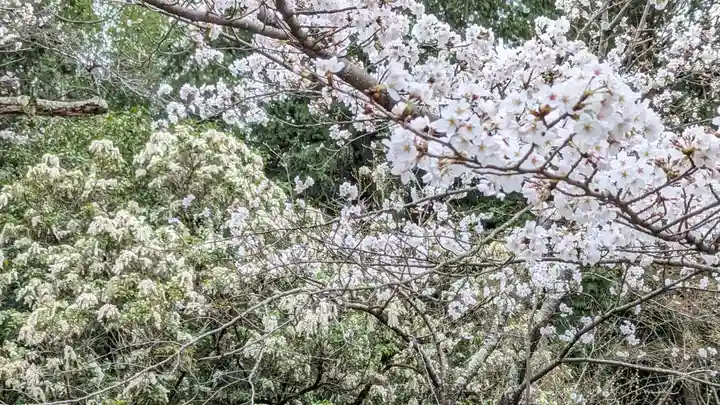 隨心院(随心院)(京都府)