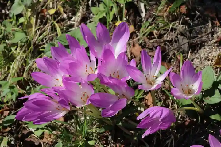 大六天麻王神社の庭園