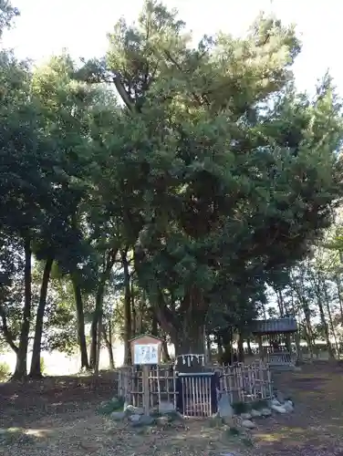 伊弉諾神社(埼玉県)