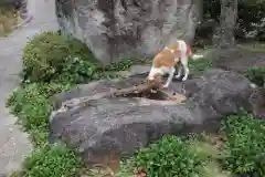 清水大師教会の動物