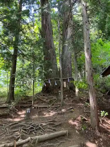 戸隠神社中社の自然