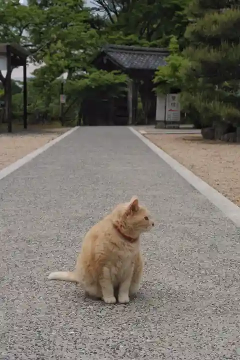 百済寺の{uncategorized: "未分類", other: "その他", undefined: "問題あり", building: "その他建物", grave: "お墓", sacred_gate: "鳥居", guardian: "狛犬", statue: "像", buddha: "仏像", history: "歴史", nature: "自然", garden: "庭園", animal: "動物", pagoda: "塔", temizu: "手水舎", mountain_gate: "山門・神門", sanctuary: "本殿・本堂", subordinate: "末社・摂社", art: "芸術", scenery: "景色", jizo: "地蔵", ema: "絵馬", goshuin: "御朱印", omikuji: "おみくじ", items: "授与品その他", amulet: "お守り", goshuincho: "御朱印帳", eats: "食事", festival: "お祭り", votive_dance: "神楽", shichigosan: "七五三参", wedding: "結婚式", experience: "体験その他", initially: "初詣", around: "周辺", anti_infection: "感染症対策"}