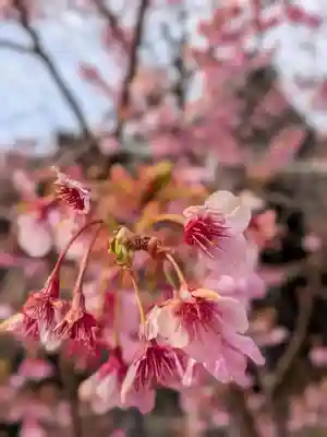 桜神宮(東京都)
