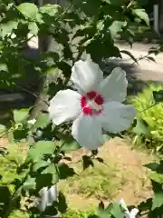 高麗神社の自然