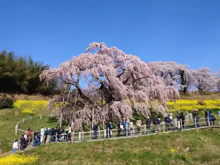 瀧桜神明宮(福島県)