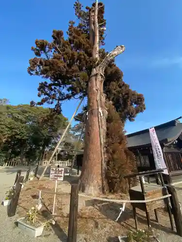 吉備津彦神社の自然