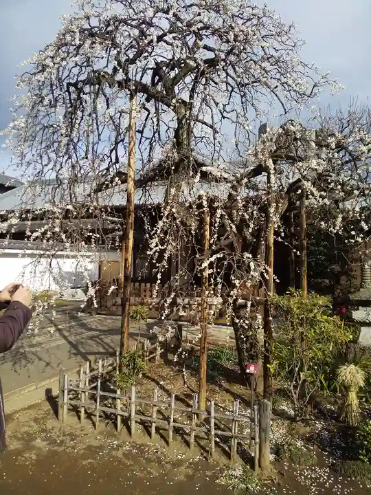 金剛院(仏性寺)の自然