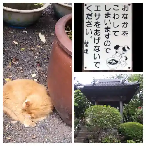 妙行寺の動物