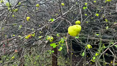 冠稲荷神社の自然
