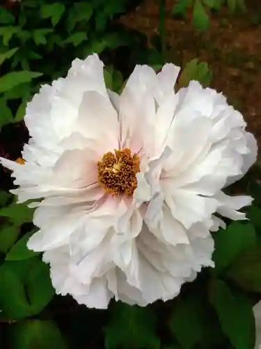 禅定院(東京都)